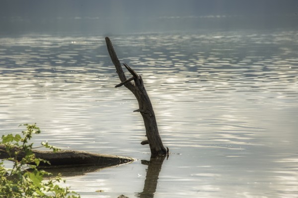 The Driftwood by Joseph Scaglione III